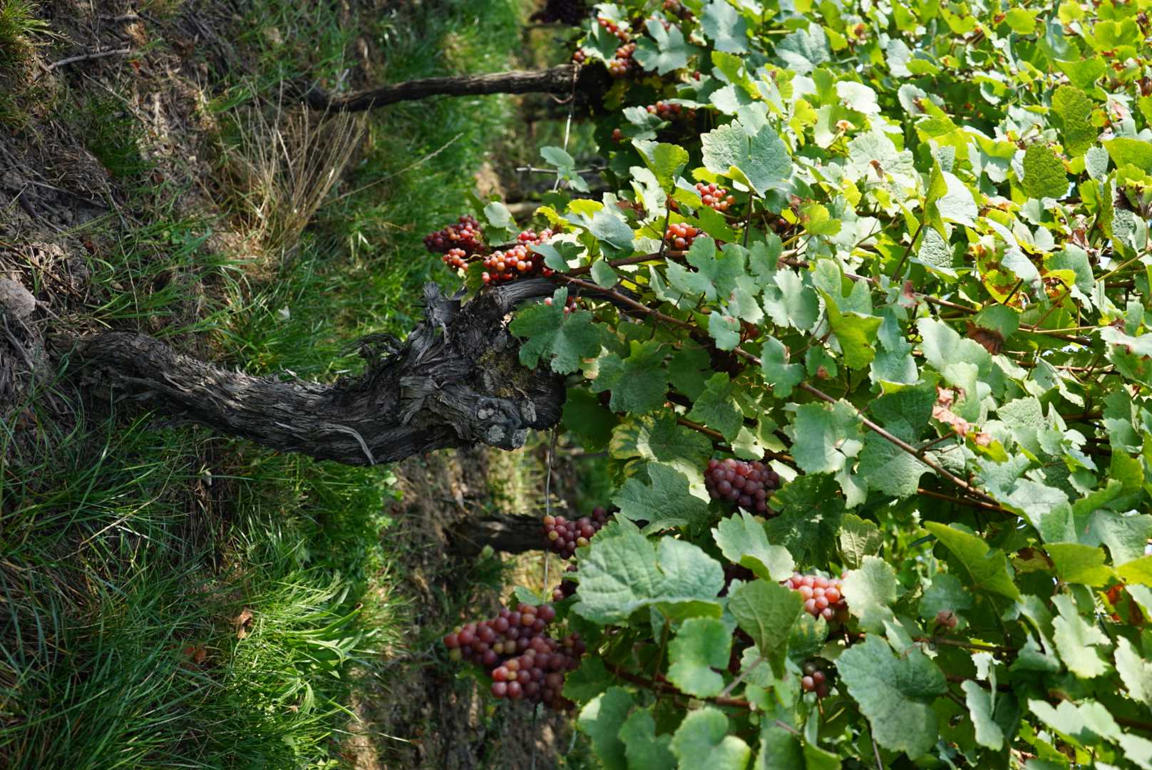 Vinstok i Alsace